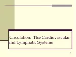 Circulation:  The Cardiovascular and Lymphatic Systems