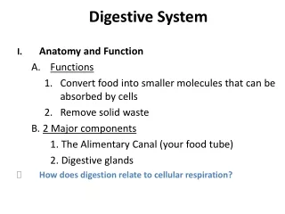 Digestive System