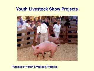 Youth Livestock Show Projects