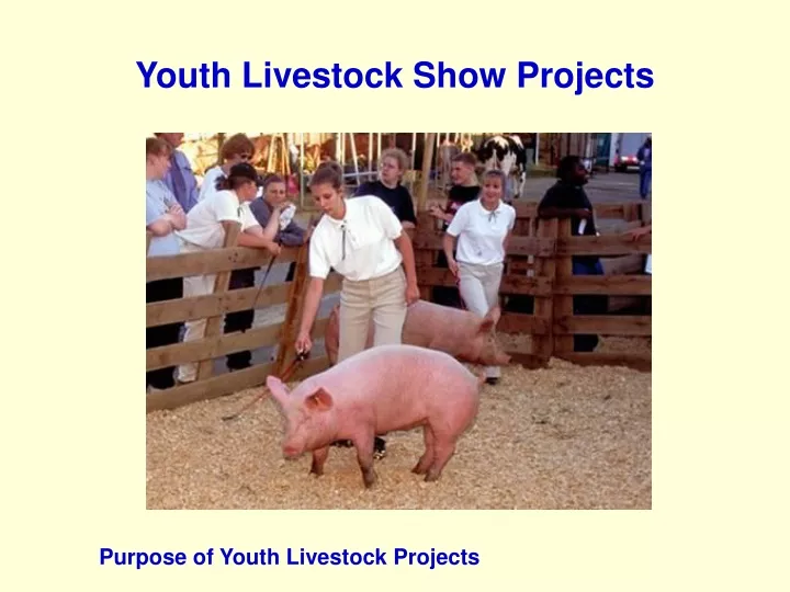 youth livestock show projects