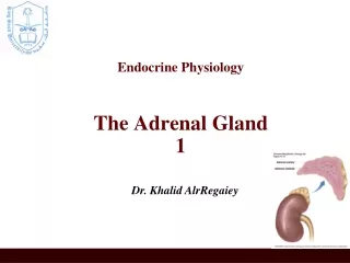 Endocrine Physiology The Adrenal Gland 1