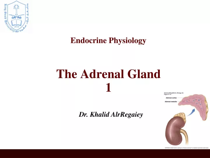 endocrine physiology the adrenal gland 1