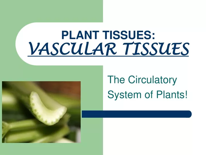 plant tissues vascular tissues