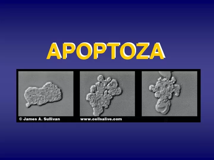 apoptoza