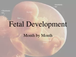 fetal development