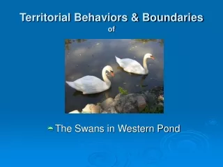 Territorial Behaviors &amp; Boundaries of