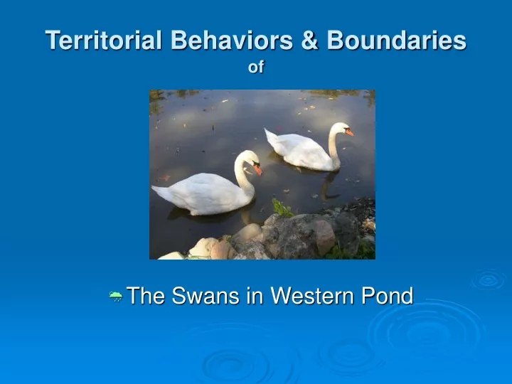 territorial behaviors boundaries of