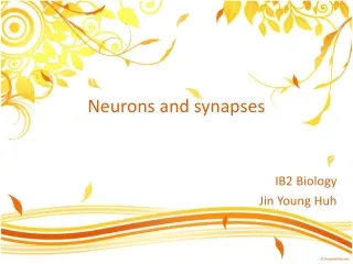 Neurons and synapses