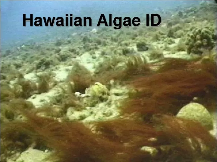 hawaiian algae id