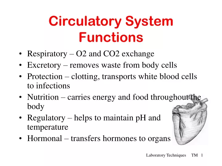 circulatory system functions