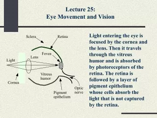 sclera