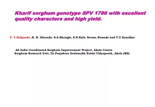 Kharif sorghum genotype SPV 1786 with excellent quality characters and high yield.