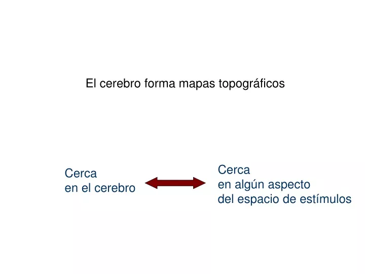 el cerebro forma mapas topogr ficos