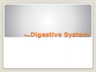 The  Digestive System