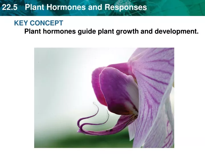 key concept plant hormones guide plant growth