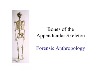 Bones of the  Appendicular Skeleton Forensic Anthropology