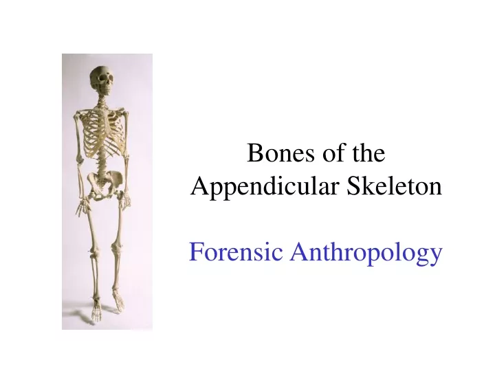 bones of the appendicular skeleton forensic
