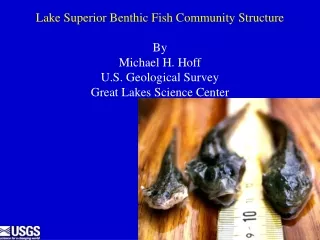Lake Superior Benthic Fish Community Structure By Michael H. Hoff U.S. Geological Survey