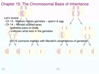 Chapter 15: The Chromosomal Basis of Inheritance