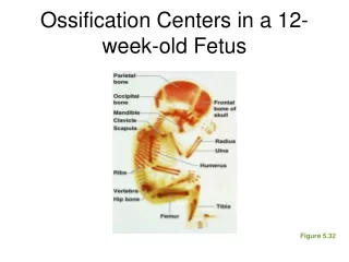 Ossification Centers in a 12-week-old Fetus