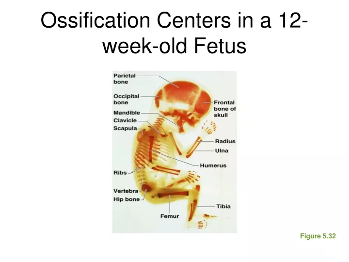 ossification centers in a 12 week old fetus