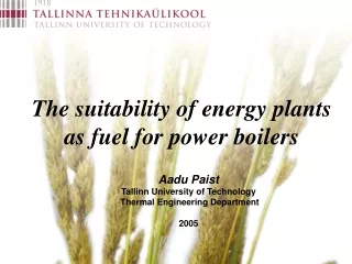 The suitability of energy plants as fuel for power boilers