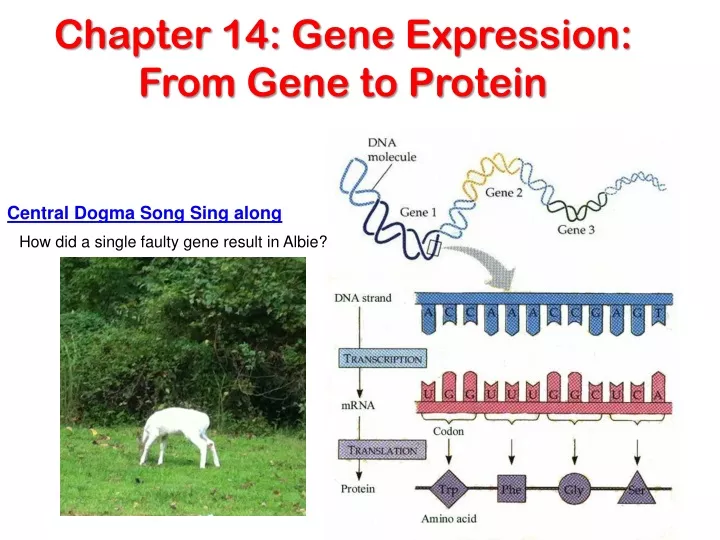 chapter 14 gene expression from gene to protein