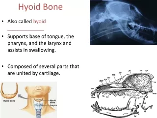 Hyoid Bone