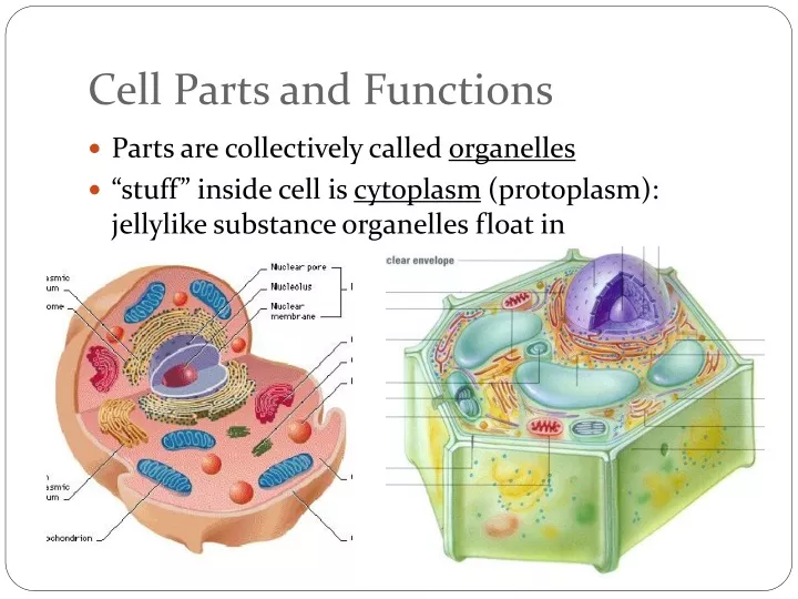 cell parts and functions