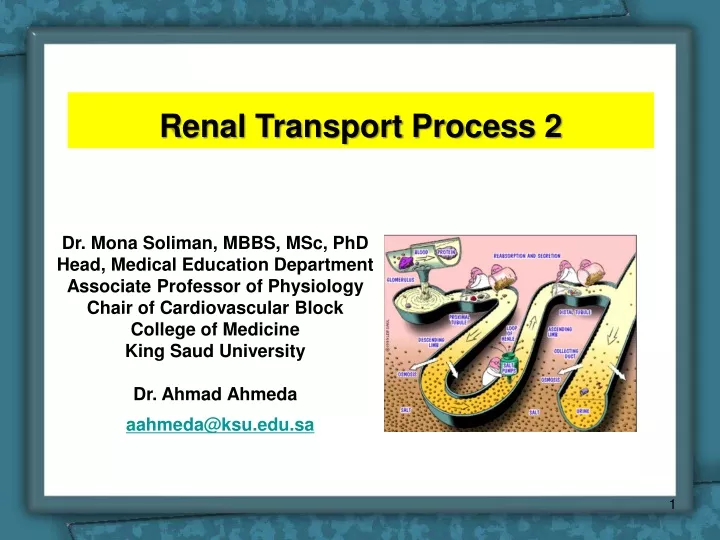 renal transport process 2