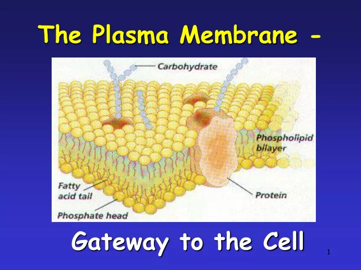 the plasma membrane