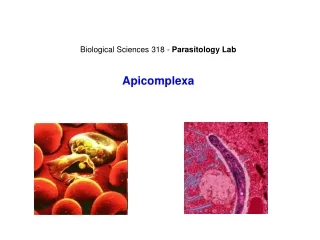 Biological Sciences 318 -  Parasitology Lab Apicomplexa