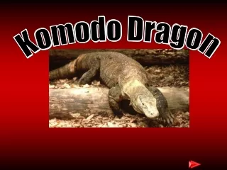 Komodo Dragon