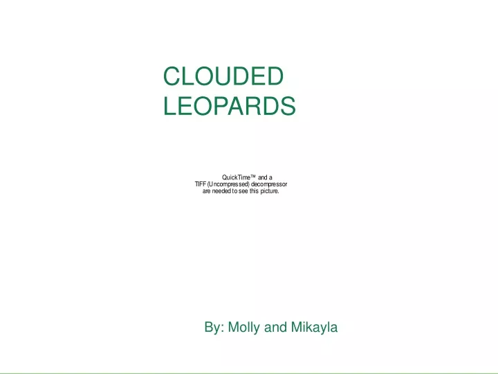 clouded leopards