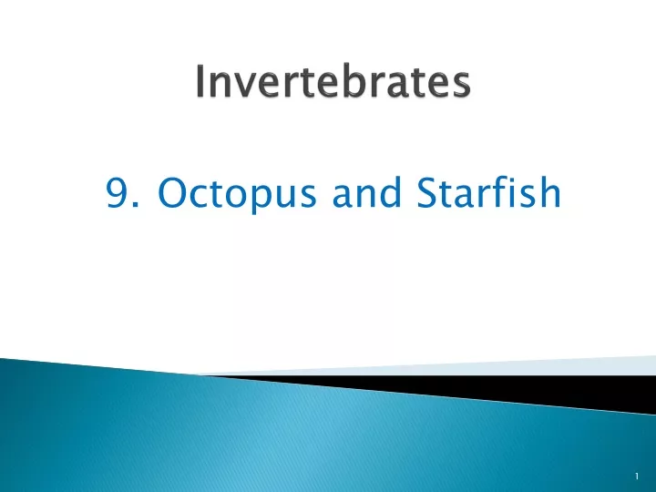 invertebrates