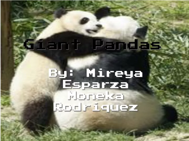 giant pandas