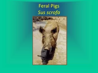 Feral Pigs Sus scrofa