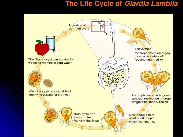 the life cycle of giardia lamblia