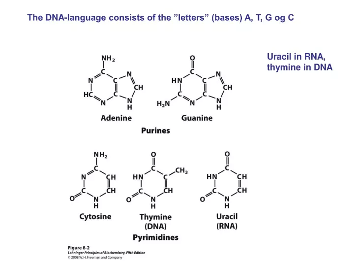 the dna language consists of the letters bases