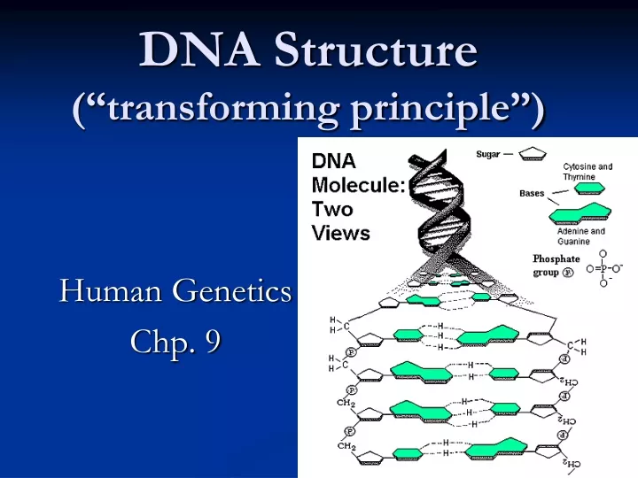 dna structure transforming principle