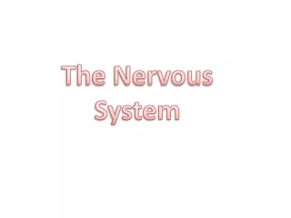 The Nervous System