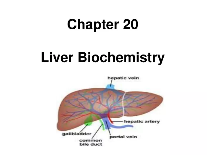 chapter 20 liver biochemistry