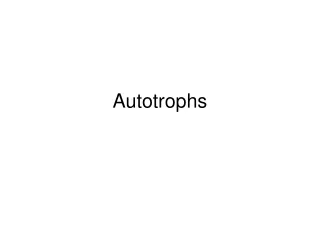 Autotrophs