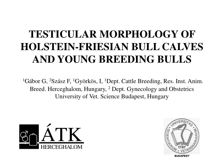 testicular morphology of holstein friesian bull