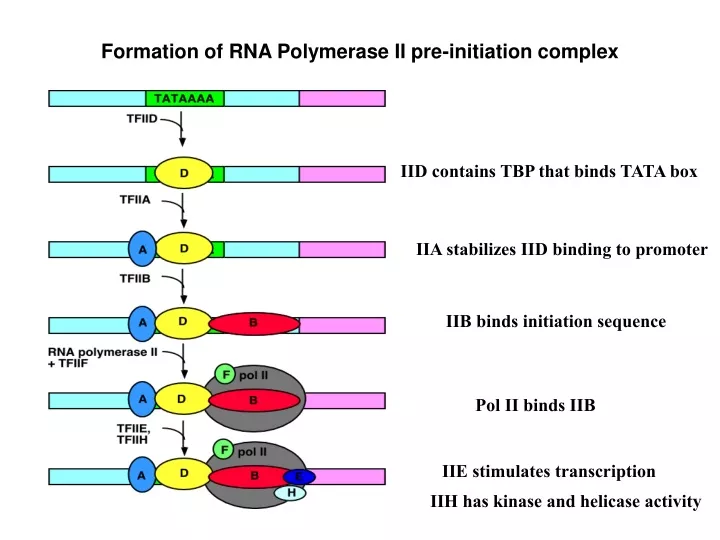 formation of rna polymerase ii pre initiation