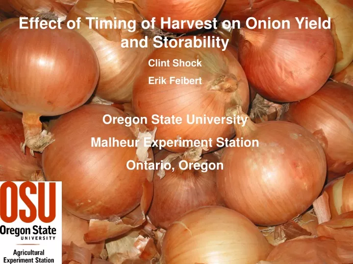 effect of timing of harvest on onion yield