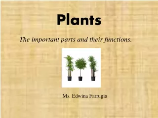 Plants