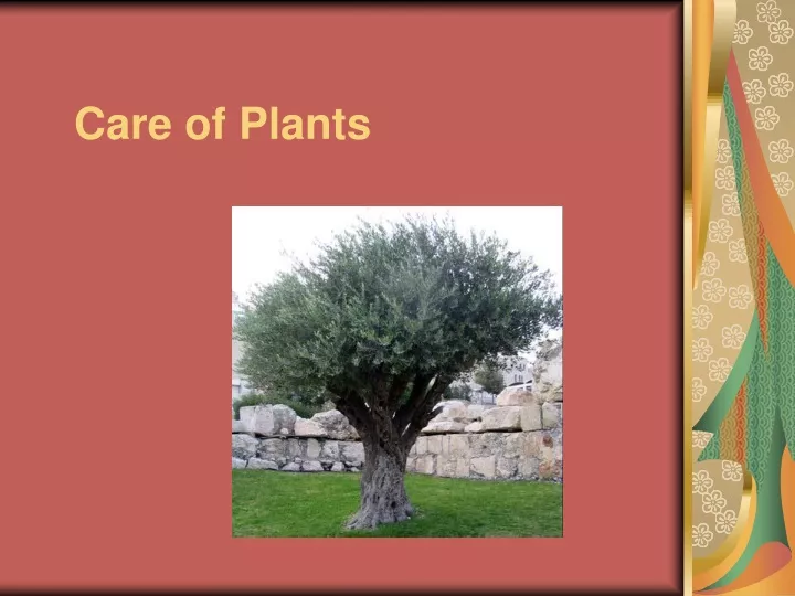 care of plants