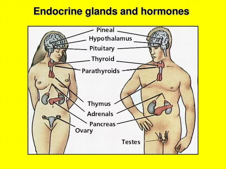 endocrine glands and hormones