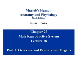 Chapter 27 Male Reproductive System Lecture 18 Part 1: Overview and Primary Sex Organs